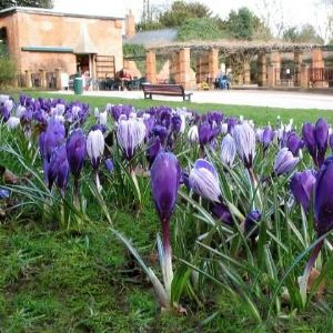 Darley Park Tea Rooms