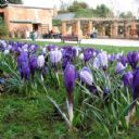 Darley Park Tea Rooms
