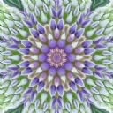Classical Hatha Yoga